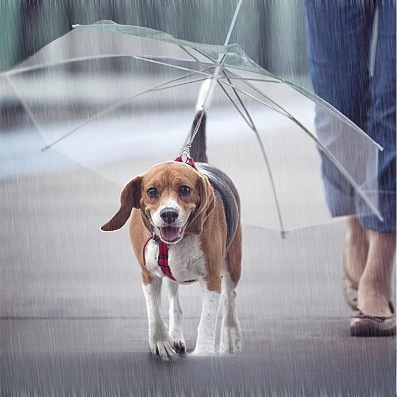 Guarda-Chuva com Guia para Passeio